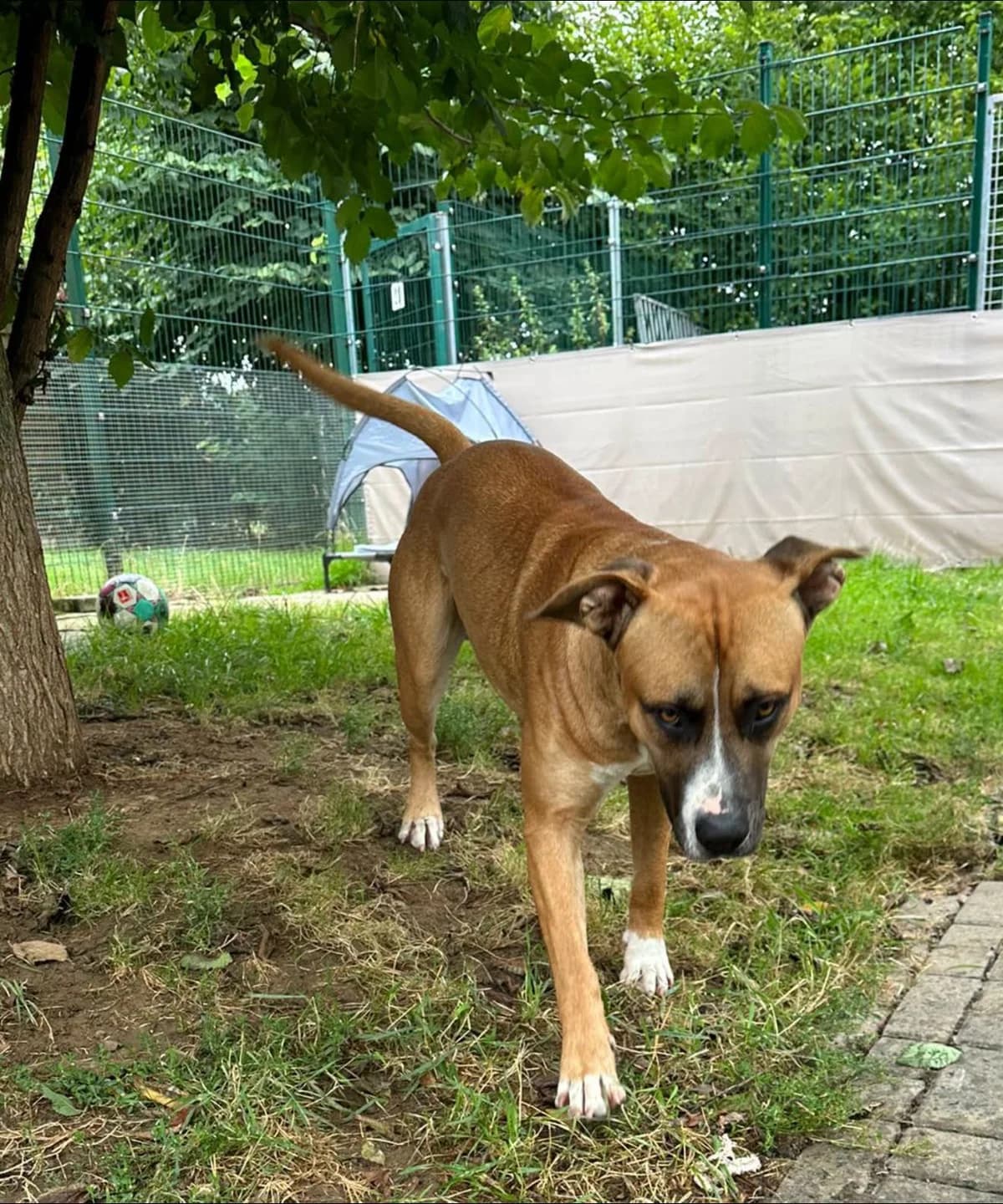 Kaspar,  puppy Mixed Breed for adoption at Tierheim Eisenach, Eisenach