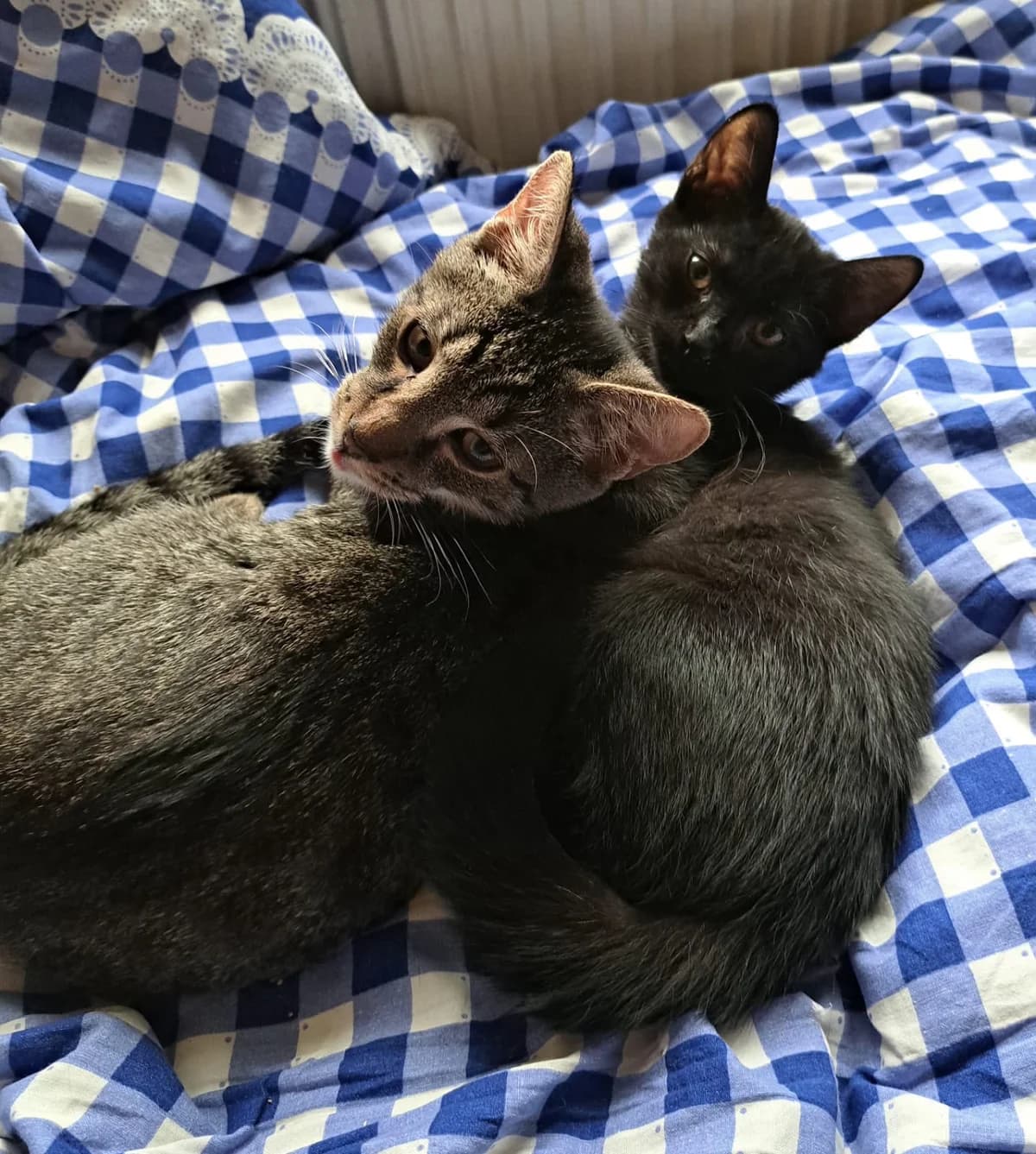 Mila und Olli,  puppy Mixed Breed for adoption at Tierheim Eisenach, Eisenach