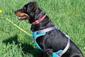 Kira,  6yo Mixed Breed for adoption at Tierheim Eisenach, Eisenach