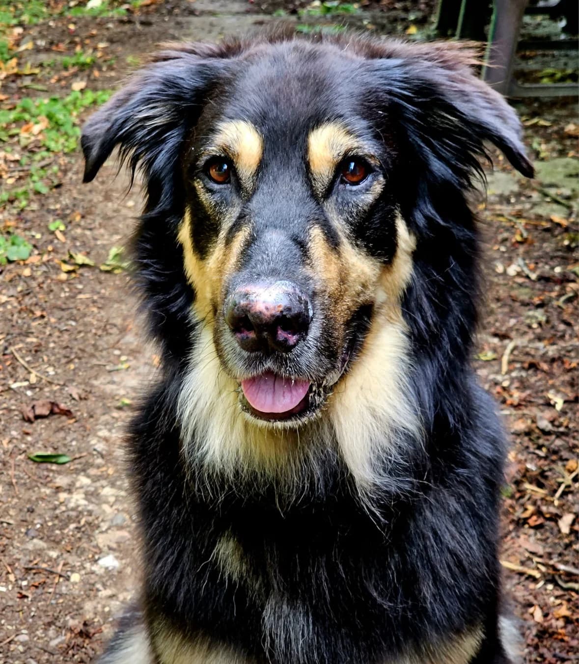 Rusty, female young Mixed Breed for adoption at Tierheim Eisenach, Eisenach