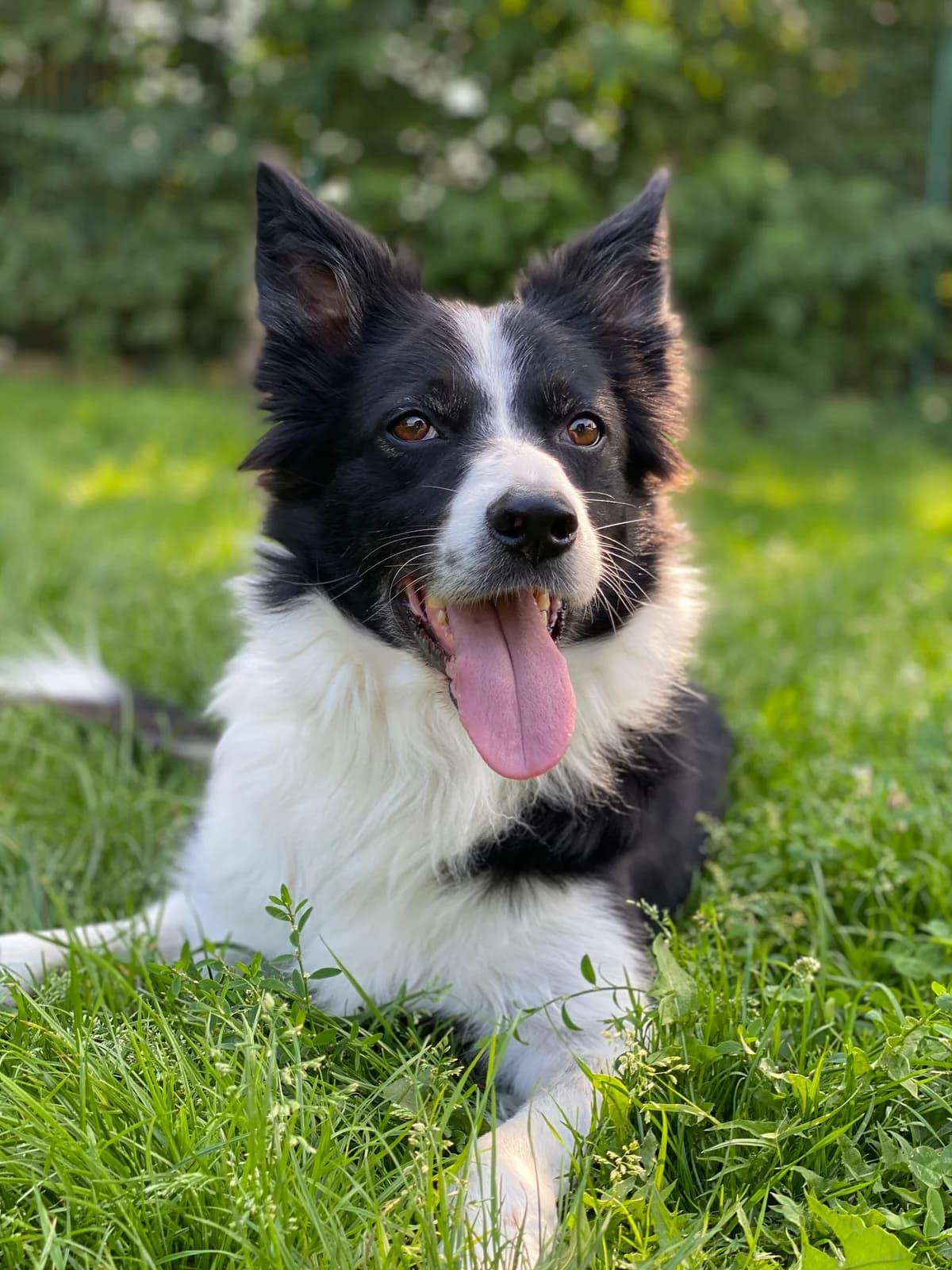 Daisy, female senior Border Collie for adoption at BMT Tierheim Elisabethenhof