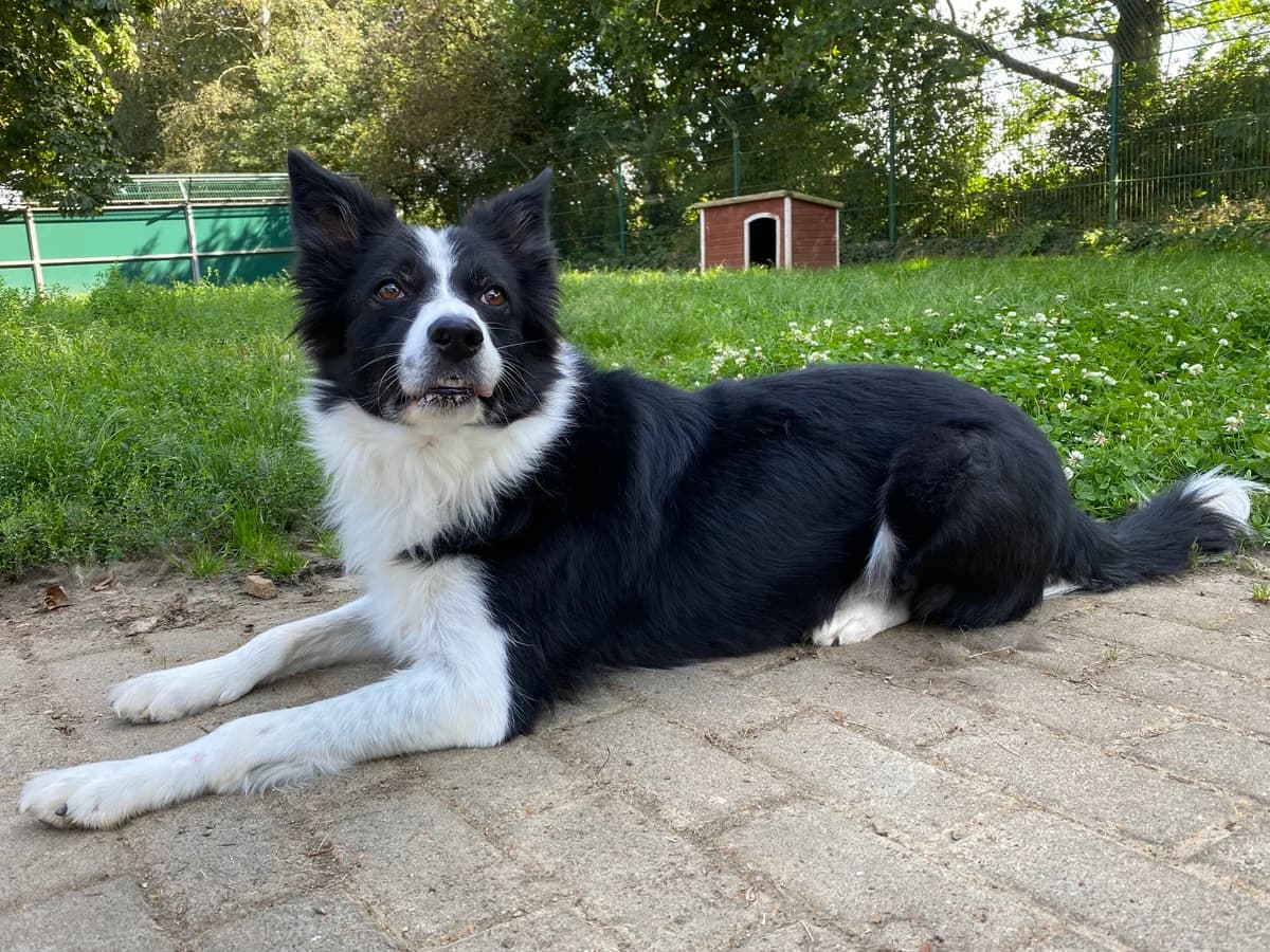 Daisy, female Border Collie for adoption at BMT Tierheim Elisabethenhof — photo 2 of 13