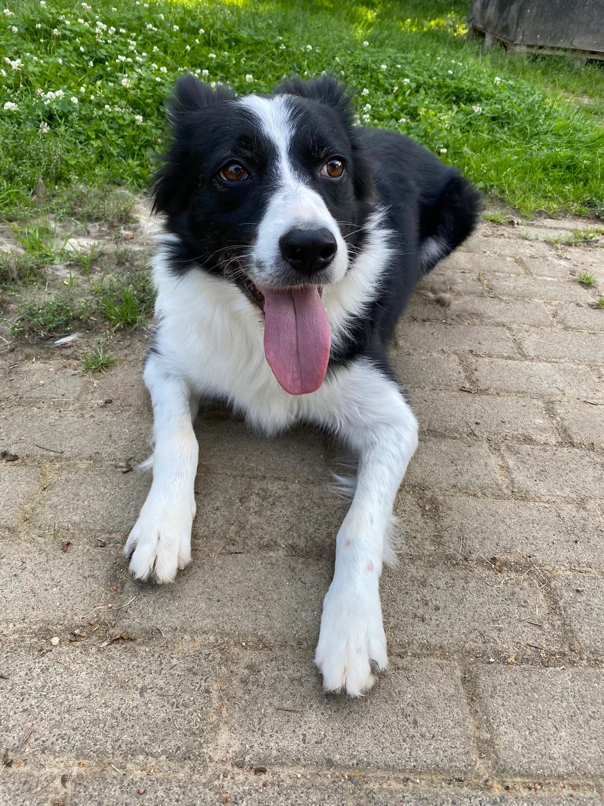 Daisy, female Border Collie for adoption at BMT Tierheim Elisabethenhof — photo 3 of 13