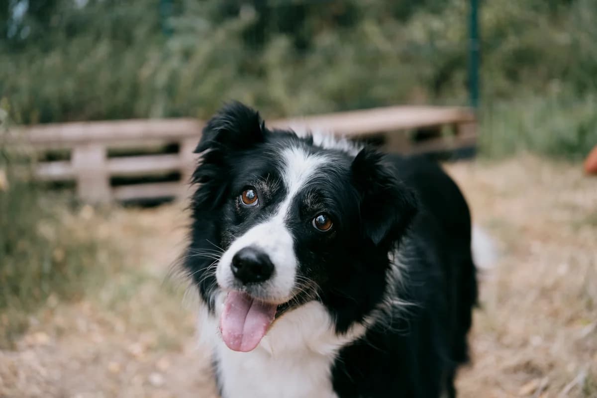 Daisy, female Border Collie for adoption at BMT Tierheim Elisabethenhof — photo 4 of 13
