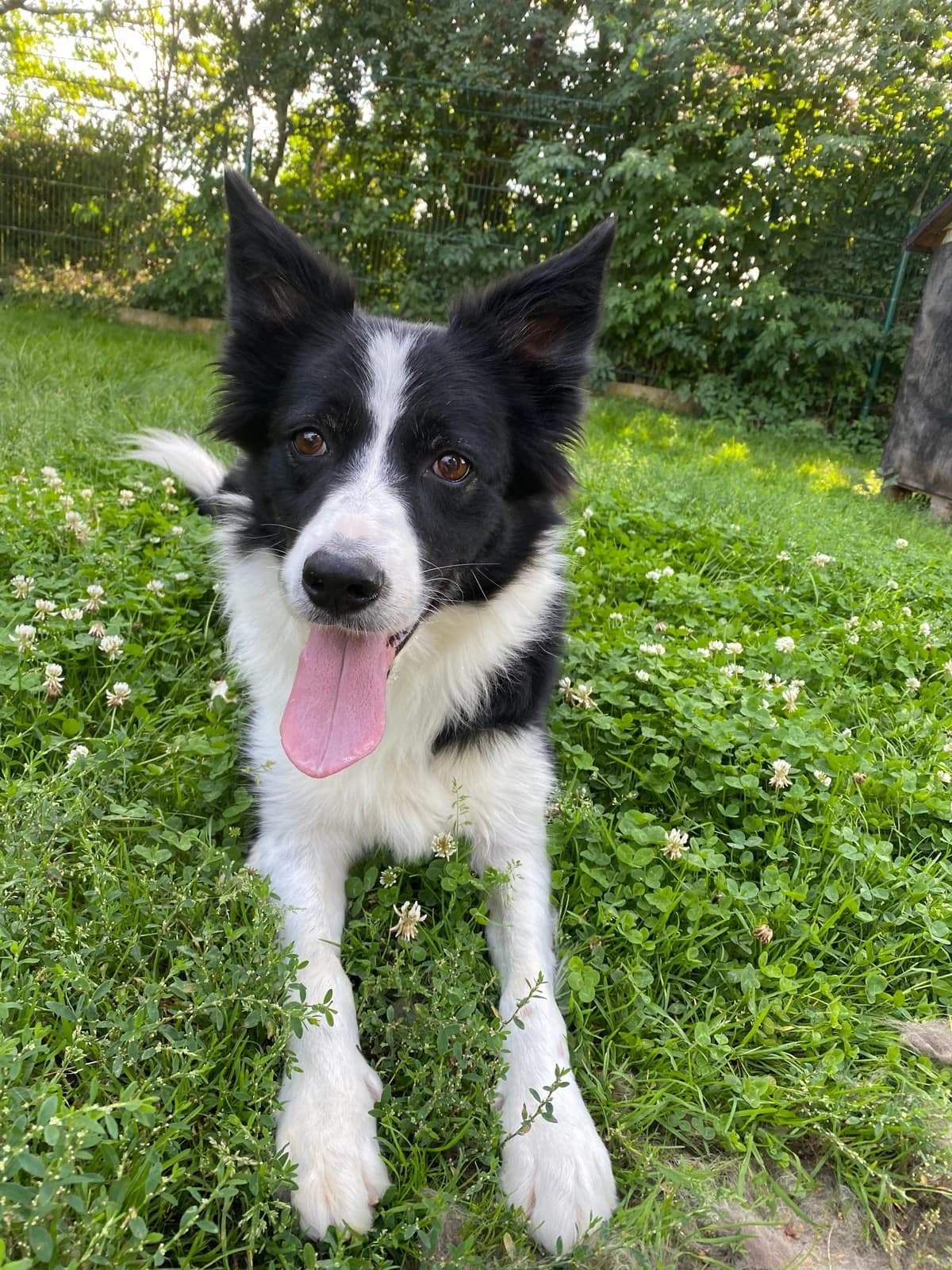 Daisy, female Border Collie for adoption at BMT Tierheim Elisabethenhof — photo 5 of 13