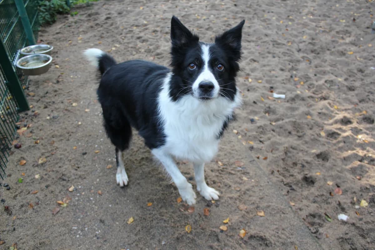Daisy, female Border Collie for adoption at BMT Tierheim Elisabethenhof — photo 6 of 13