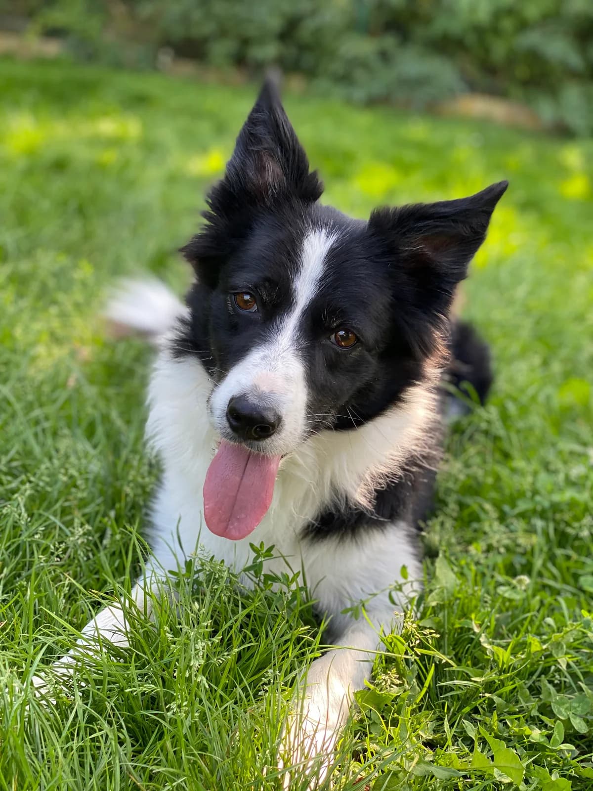 Daisy, female Border Collie for adoption at BMT Tierheim Elisabethenhof — photo 7 of 13
