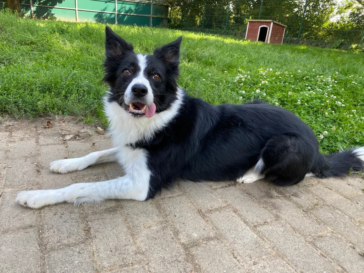 Daisy, female Border Collie for adoption at BMT Tierheim Elisabethenhof — photo 8 of 13