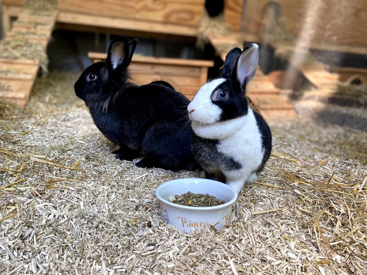 Fuchur, male mixed breed for adoption at BMT Tierheim Elisabethenhof