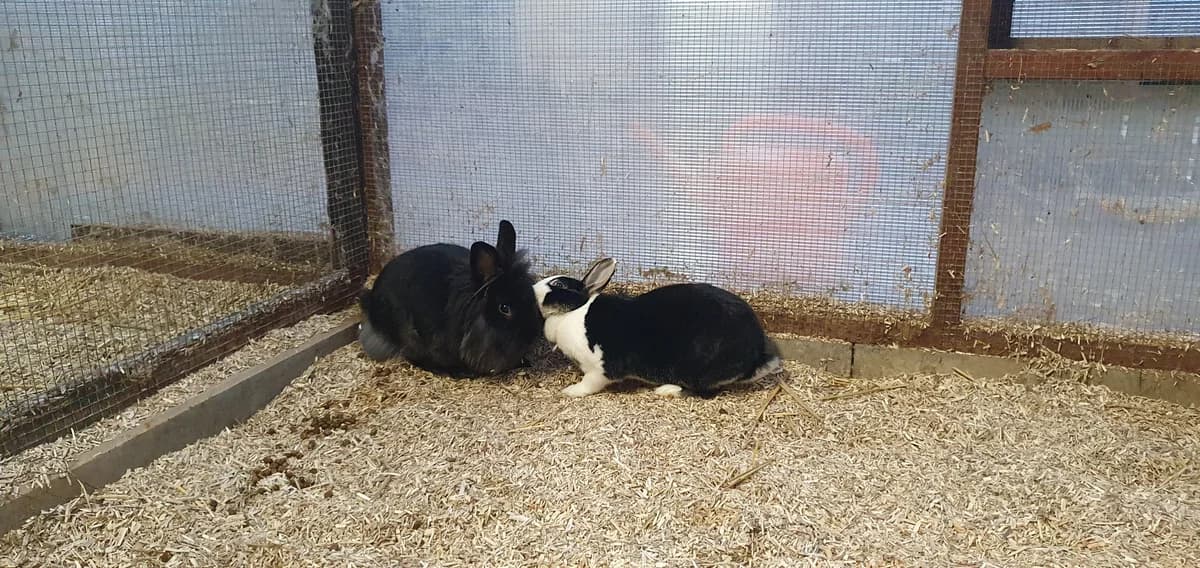 Fuchur, male mixed breed for adoption at BMT Tierheim Elisabethenhof — photo 2 of 3