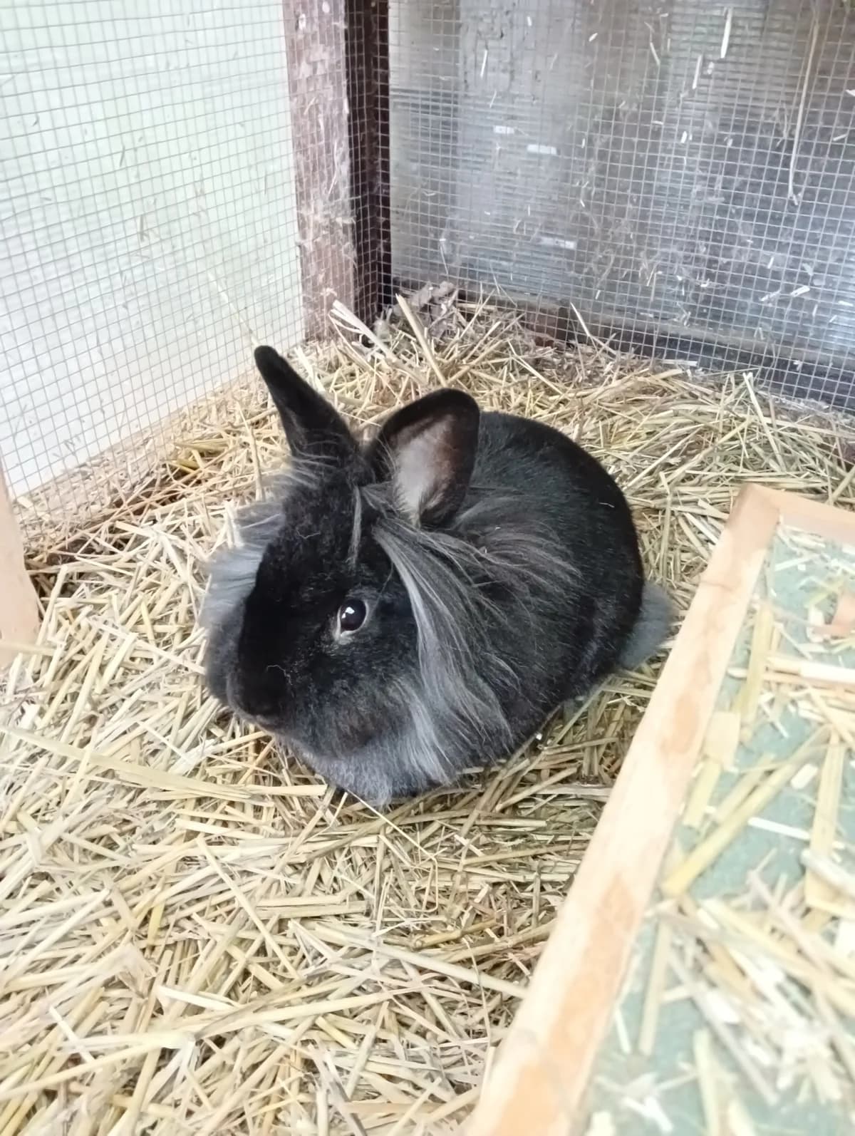 Fuchur, male mixed breed for adoption at BMT Tierheim Elisabethenhof — photo 3 of 3