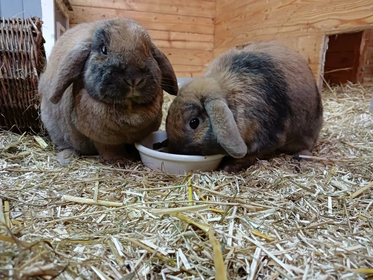 Tom, male mixed breed for adoption at BMT Tierheim Elisabethenhof