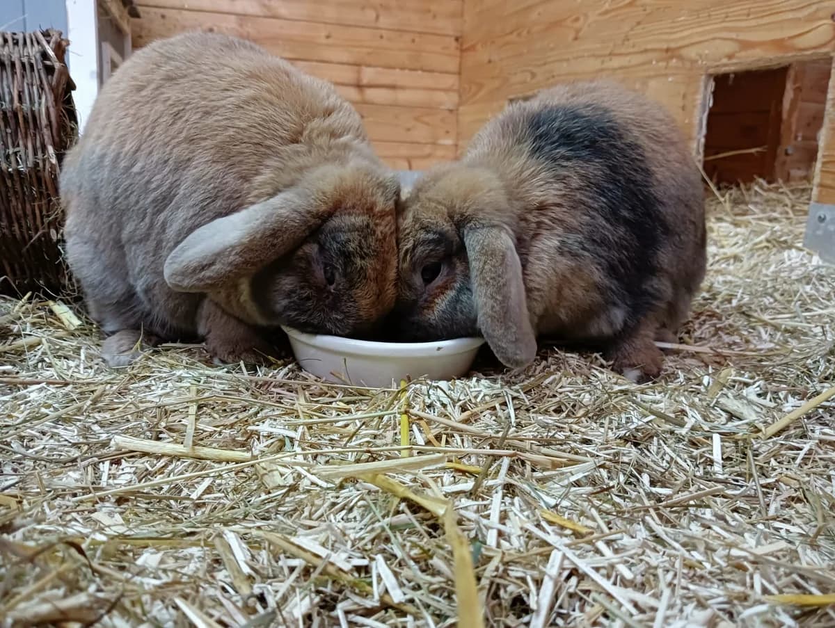 Tom, male mixed breed for adoption at BMT Tierheim Elisabethenhof — photo 2 of 2