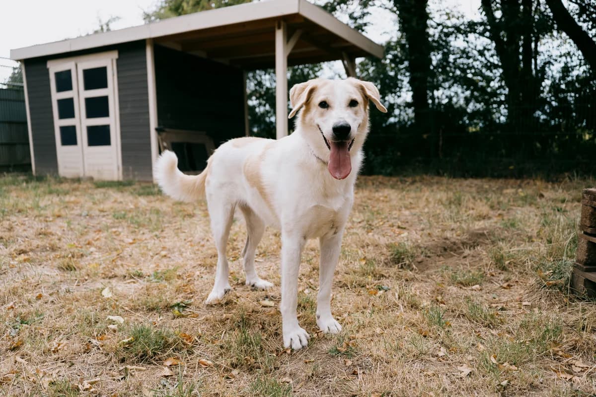Hoda, female 3yo Mixed Breed for adoption at BMT Tierheim Elisabethenhof