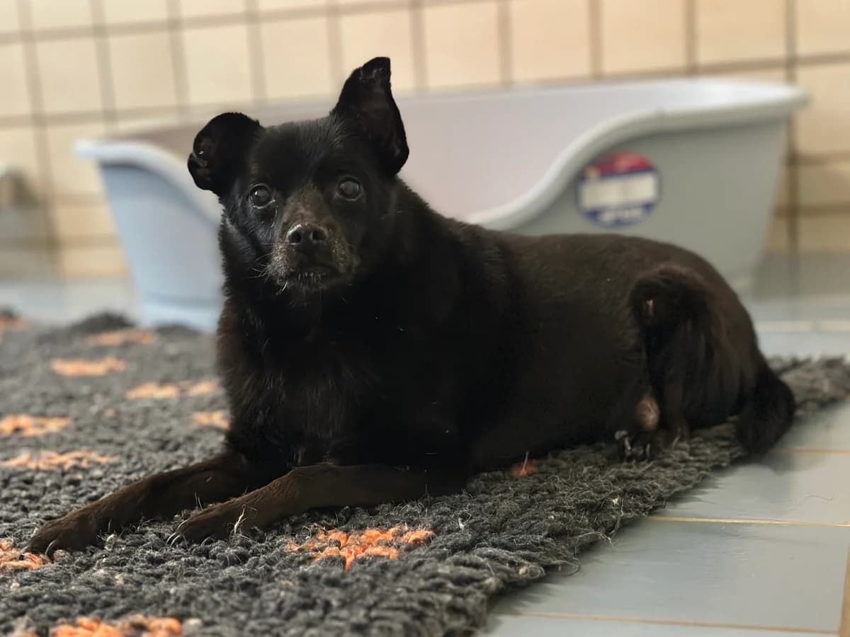 Yari, male senior Mixed Breed for adoption at BMT Tierheim Elisabethenhof