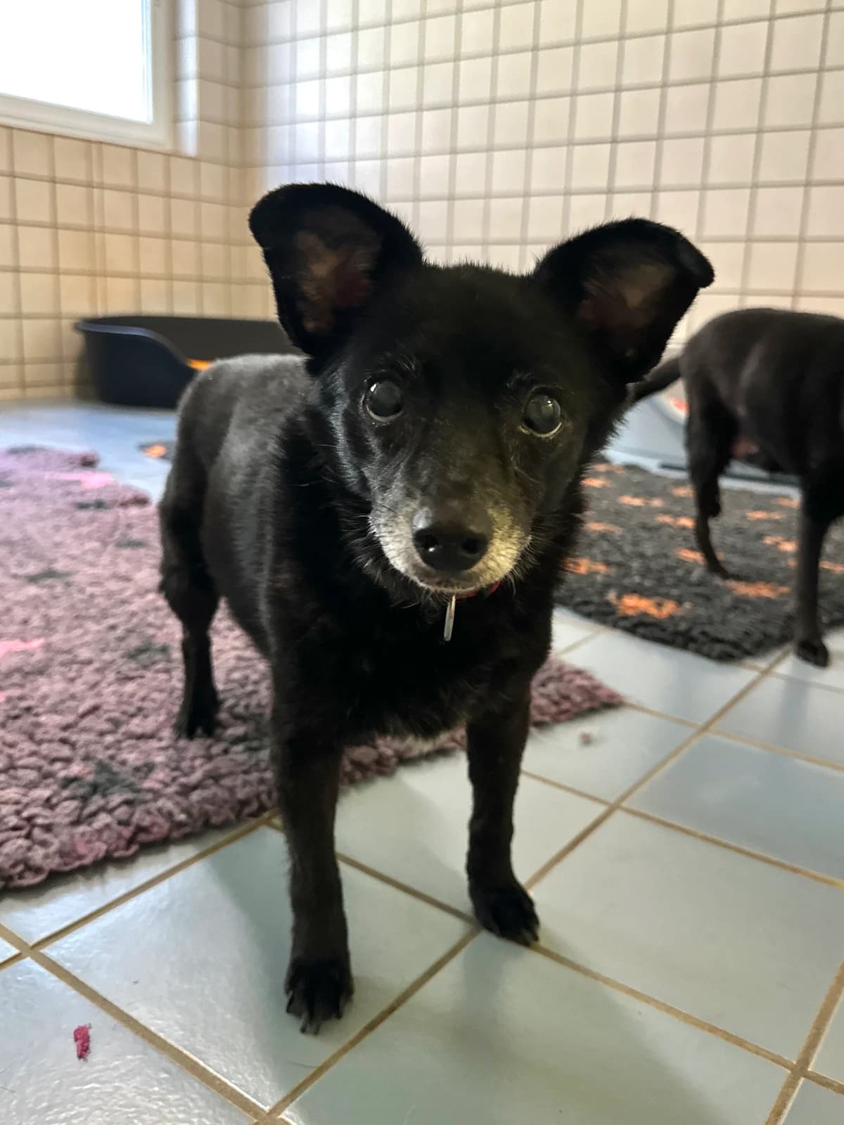 Lomasi, female senior Mixed Breed for adoption at BMT Tierheim Elisabethenhof