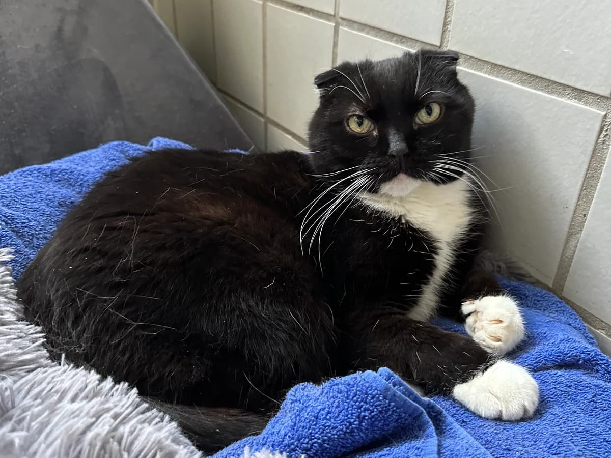 Fabio, male Scottish Fold for adoption at BMT Tierheim Elisabethenhof