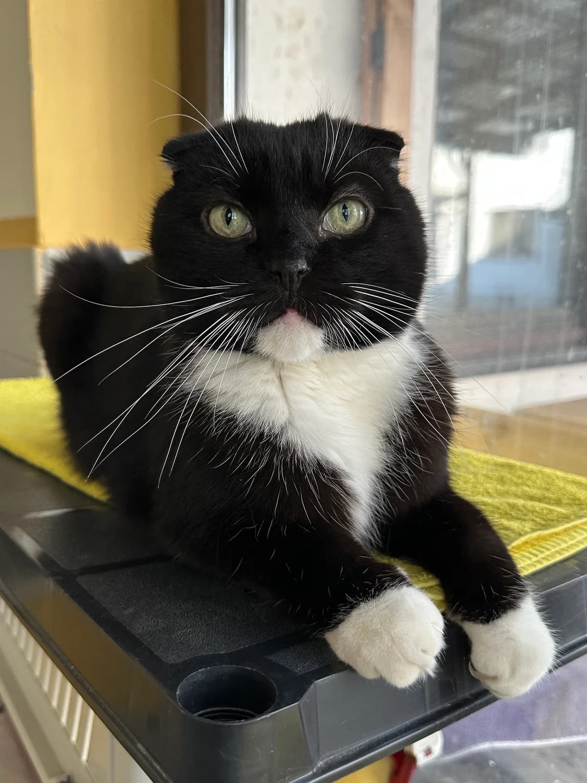 Fabio, male Scottish Fold for adoption at BMT Tierheim Elisabethenhof — photo 2 of 4