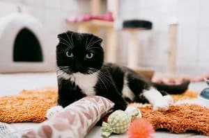 Fabio, male Scottish Fold for adoption at BMT Tierheim Elisabethenhof — photo 3 of 4