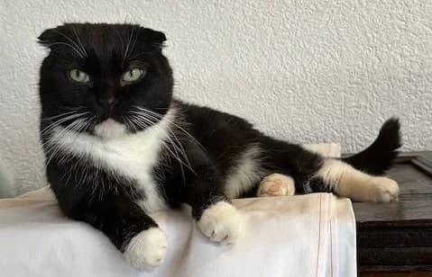 Fabio, male Scottish Fold for adoption at BMT Tierheim Elisabethenhof — photo 4 of 4