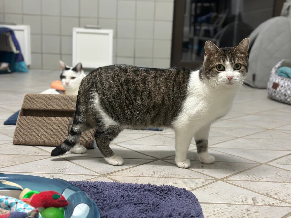 Amelie, female European Shorthair for adoption at BMT Tierheim Elisabethenhof