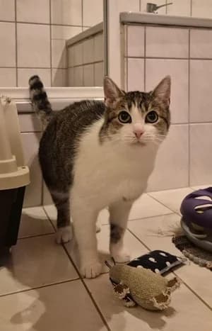 Amelie, female European Shorthair for adoption at BMT Tierheim Elisabethenhof — photo 2 of 5