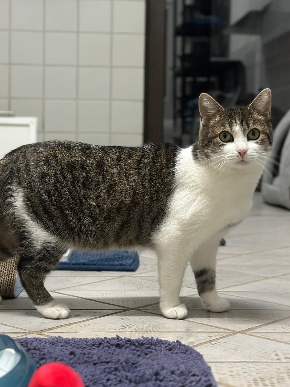 Amelie, female European Shorthair for adoption at BMT Tierheim Elisabethenhof — photo 3 of 5