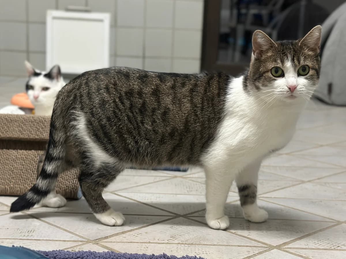 Amelie, female European Shorthair for adoption at BMT Tierheim Elisabethenhof — photo 4 of 5