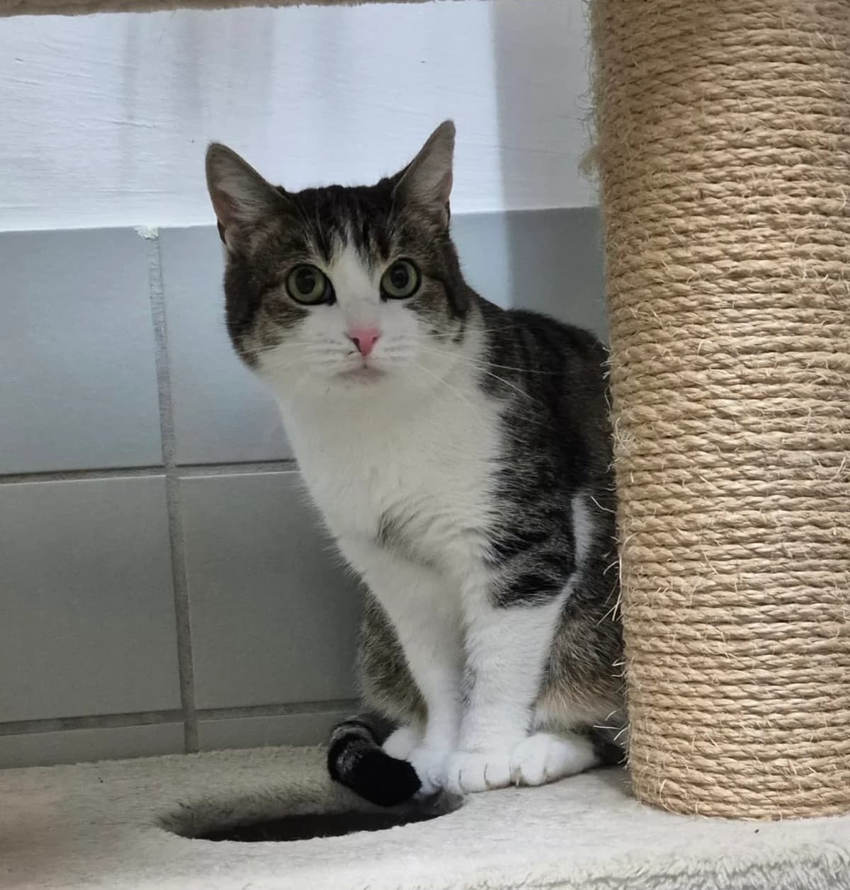 Amelie, female European Shorthair for adoption at BMT Tierheim Elisabethenhof — photo 5 of 5