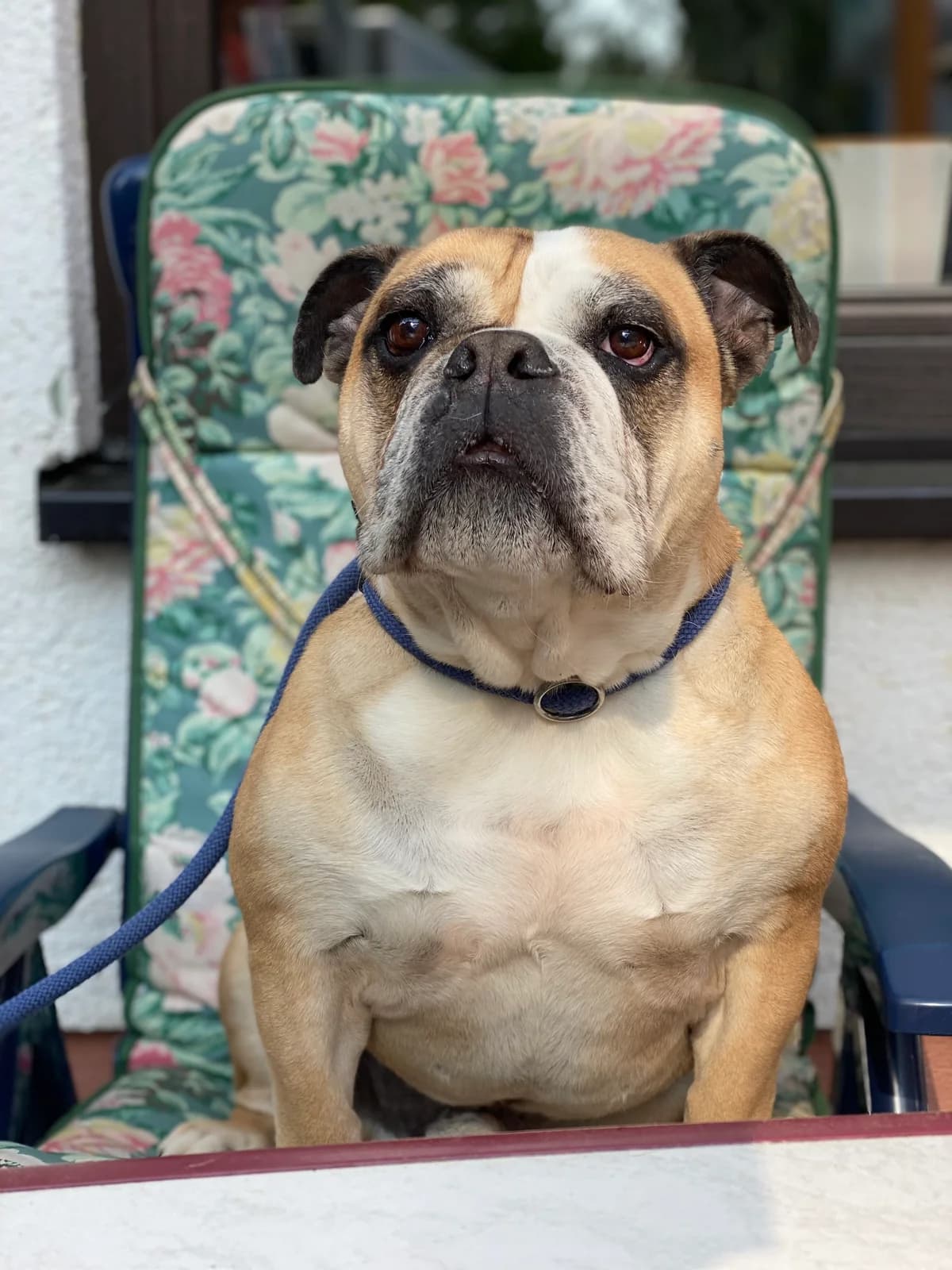 Mac, male English Bulldog for adoption at BMT Tierheim Elisabethenhof — photo 2 of 13