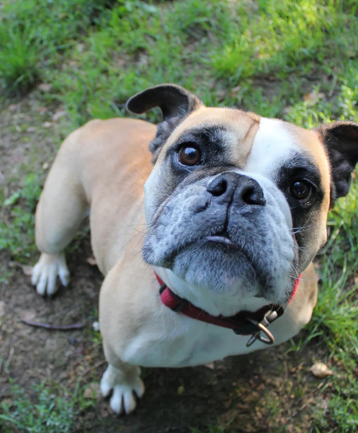 Mac, male English Bulldog for adoption at BMT Tierheim Elisabethenhof — photo 3 of 13
