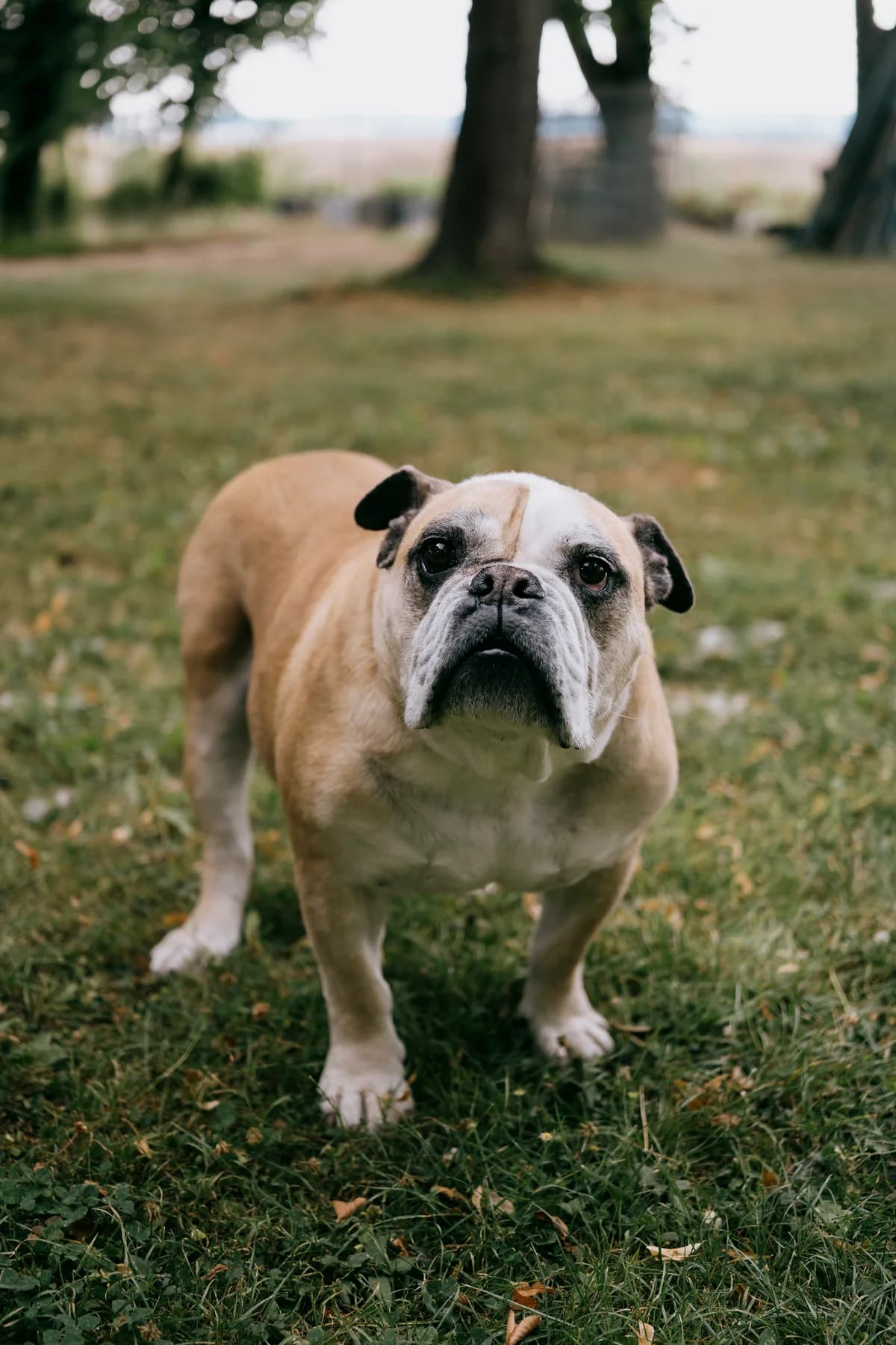 Mac, male English Bulldog for adoption at BMT Tierheim Elisabethenhof — photo 4 of 13