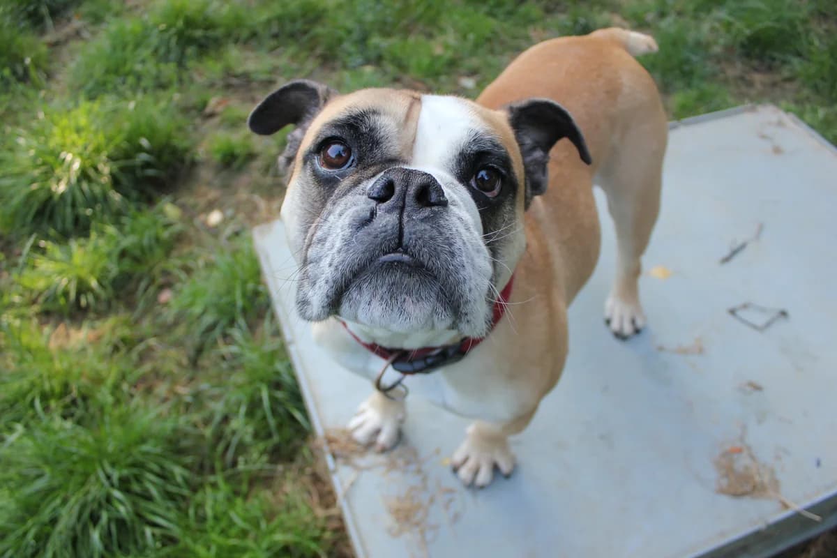 Mac, male English Bulldog for adoption at BMT Tierheim Elisabethenhof — photo 5 of 13