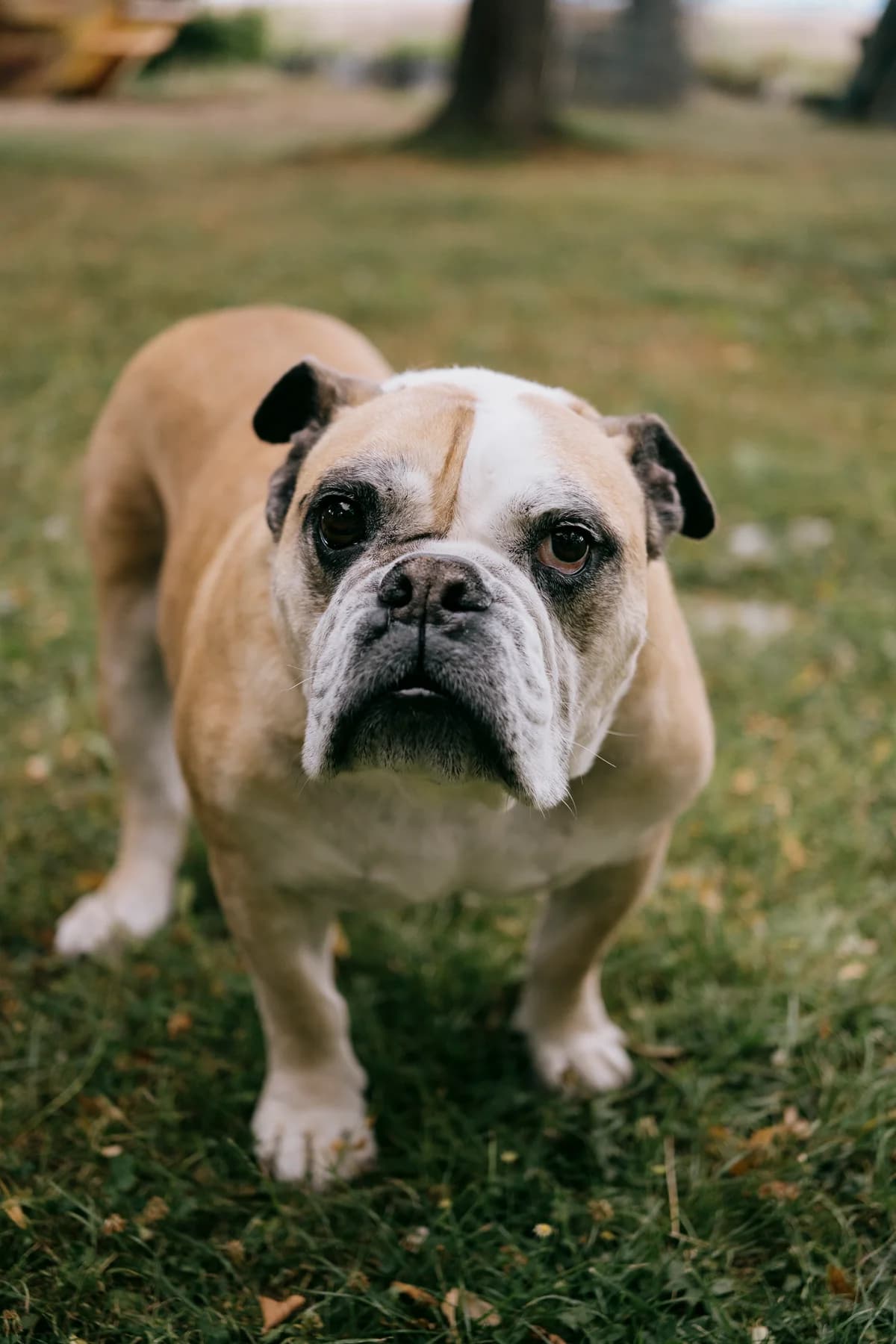 Mac, male English Bulldog for adoption at BMT Tierheim Elisabethenhof — photo 6 of 13