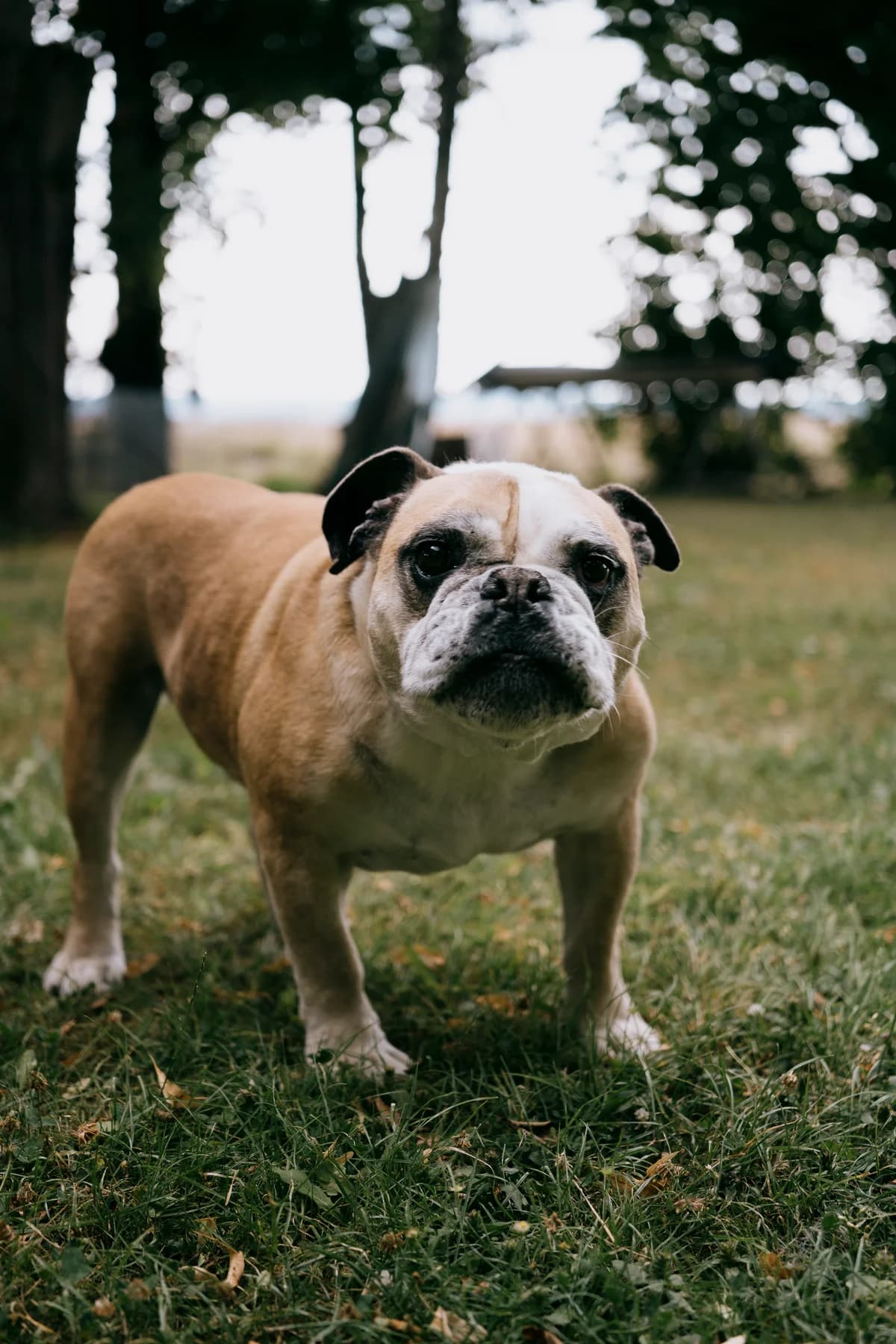 Mac, male English Bulldog for adoption at BMT Tierheim Elisabethenhof — photo 7 of 13