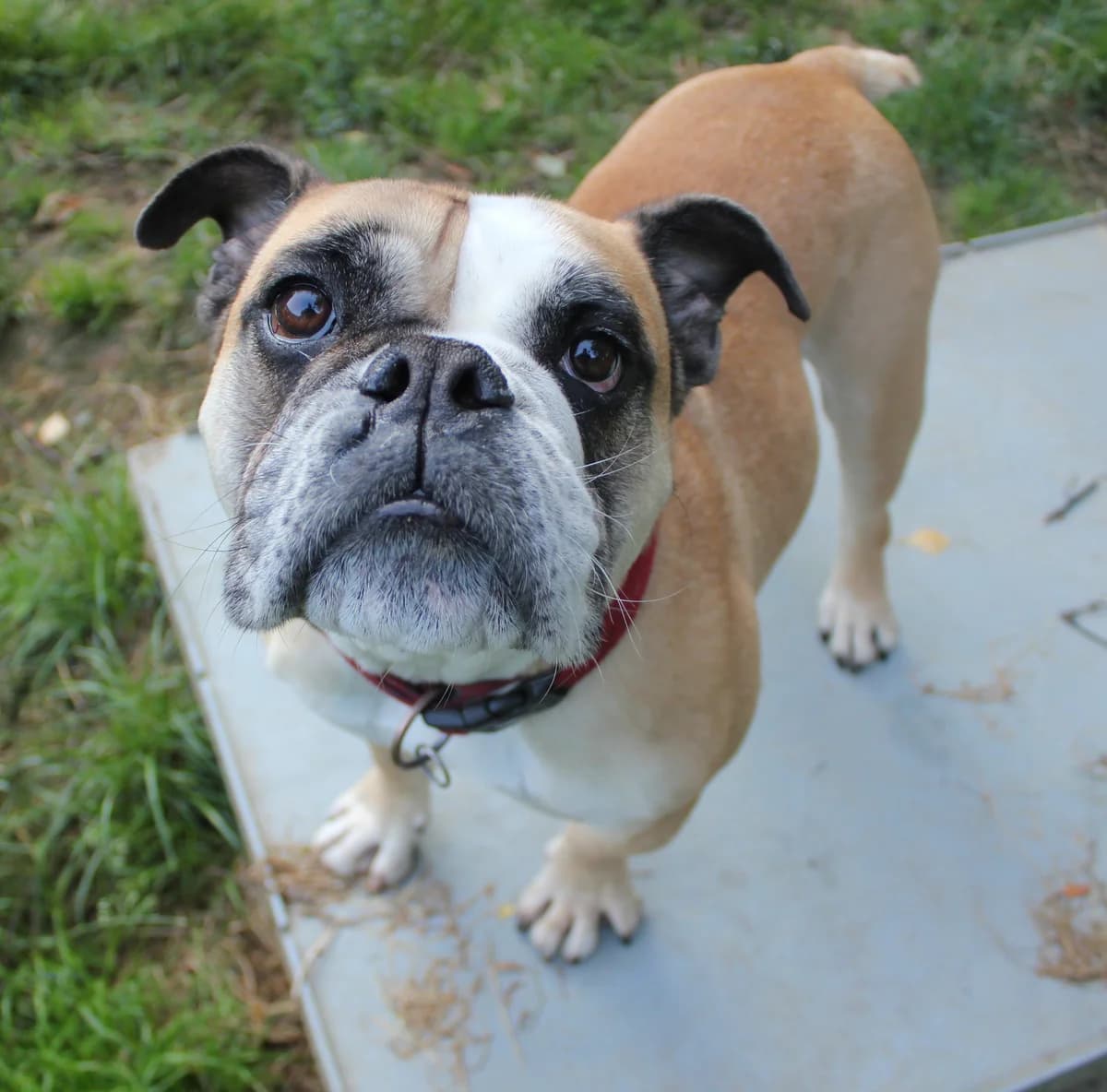 Mac, male English Bulldog for adoption at BMT Tierheim Elisabethenhof — photo 8 of 13
