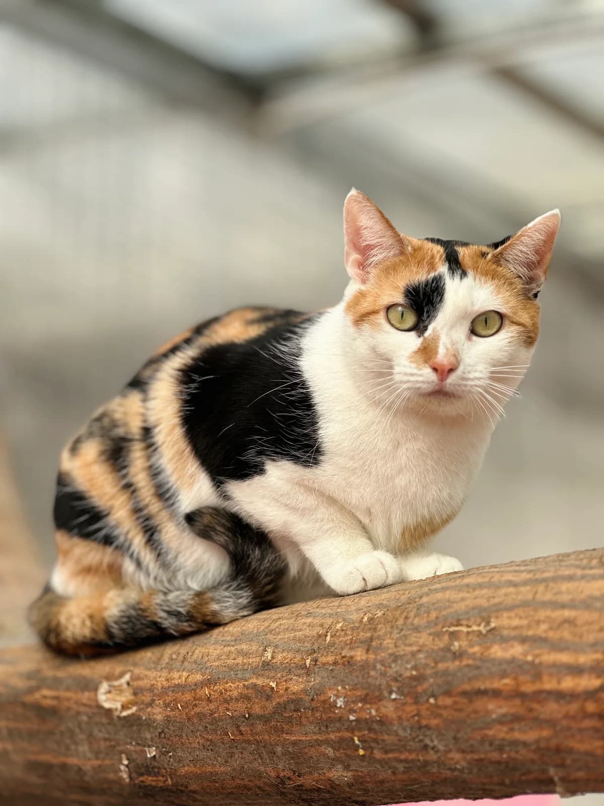 Holly, female European Shorthair for adoption at BMT Tierheim Elisabethenhof — photo 2 of 5