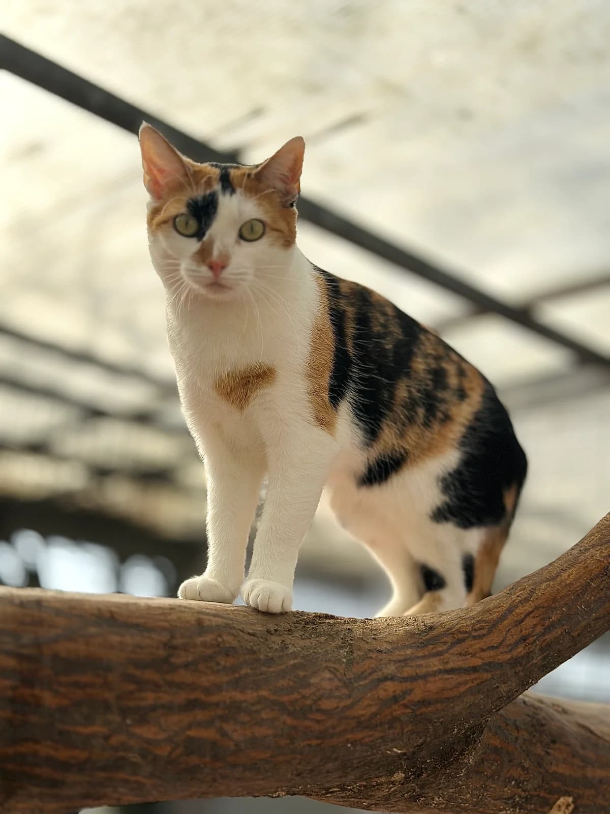 Holly, female European Shorthair for adoption at BMT Tierheim Elisabethenhof — photo 3 of 5