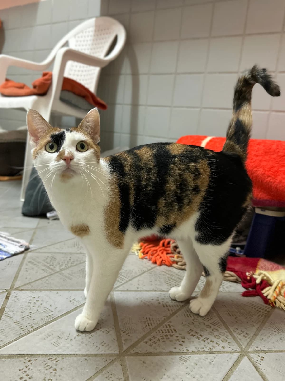 Holly, female European Shorthair for adoption at BMT Tierheim Elisabethenhof — photo 4 of 5