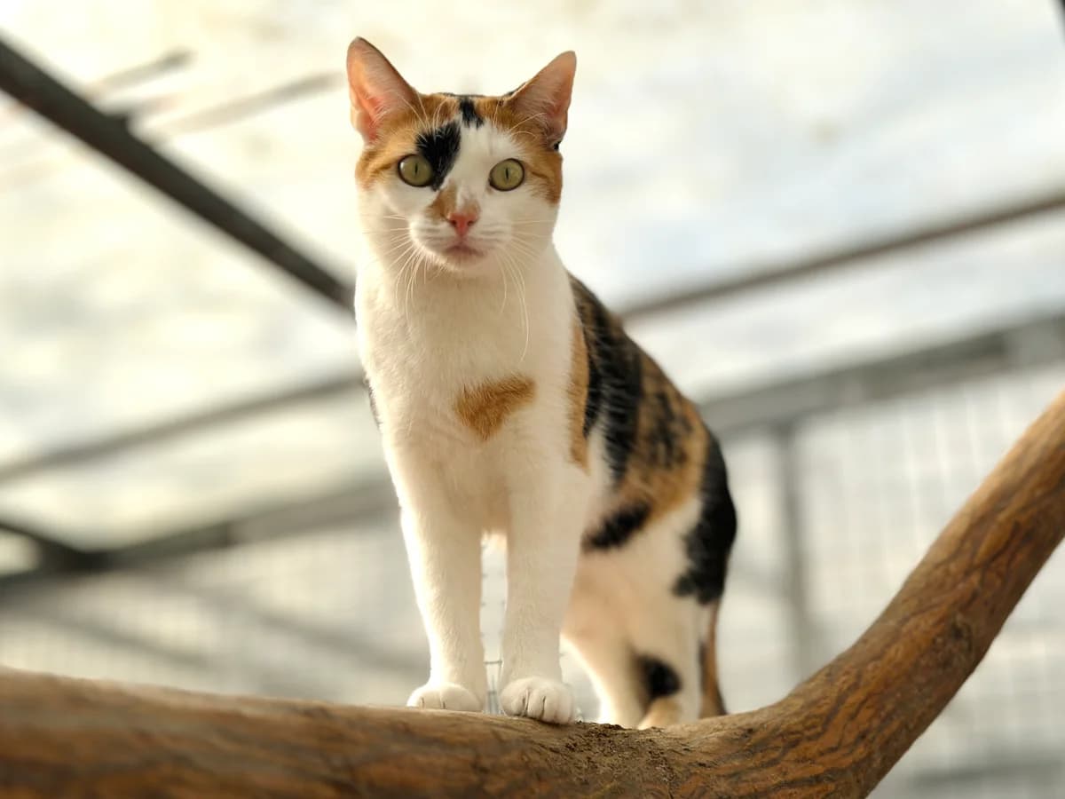 Holly, female European Shorthair for adoption at BMT Tierheim Elisabethenhof — photo 5 of 5