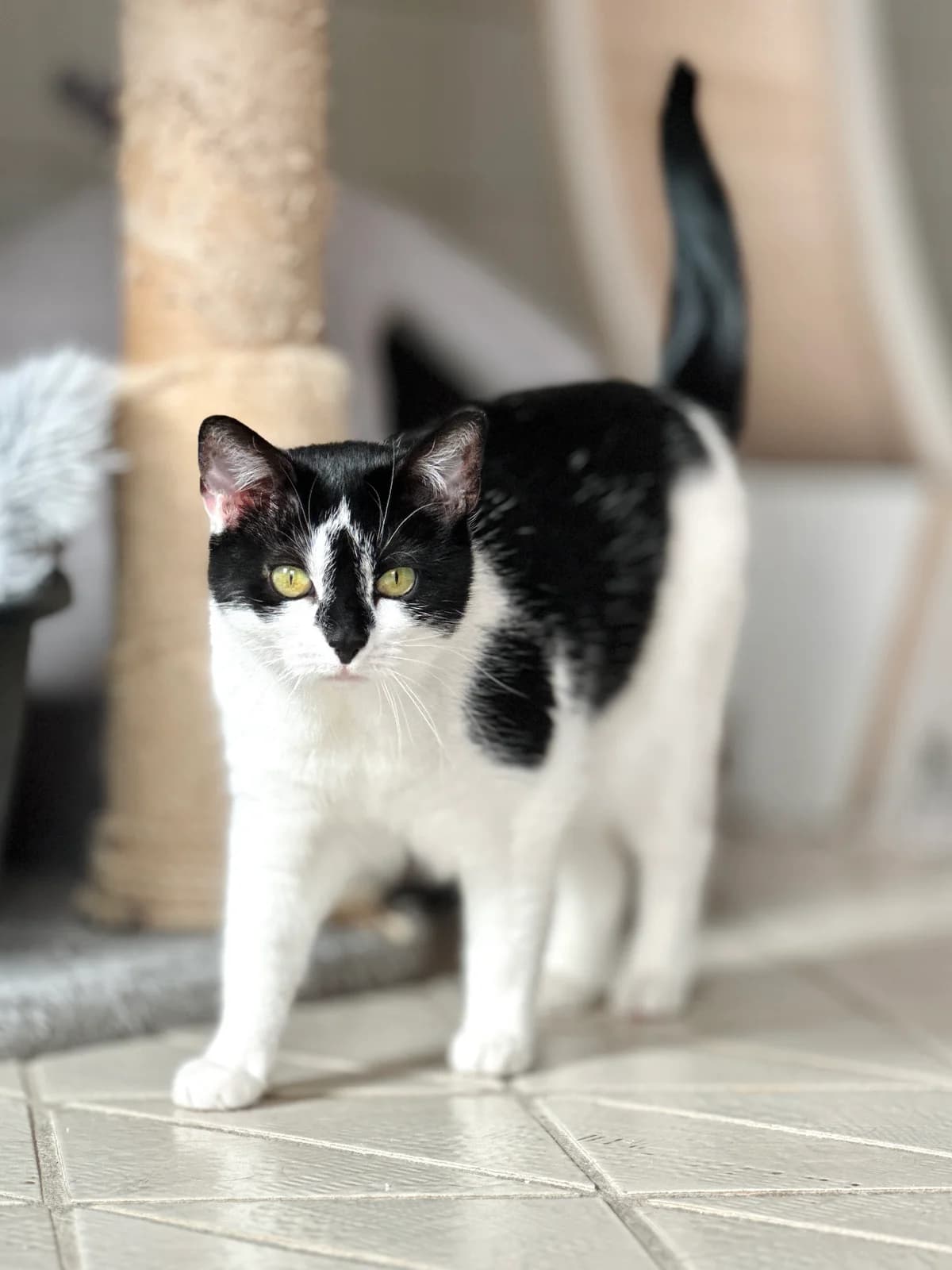 Bengie,  European Shorthair for adoption at Saving Saints Rescue UK (Big Paws Welfare)