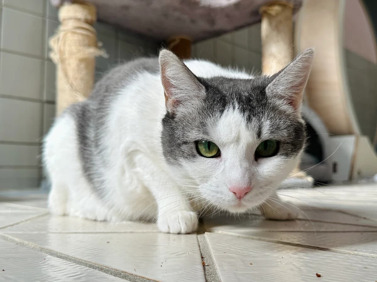 Coro,  3yo European Shorthair for adoption at Saving Saints Rescue UK (Big Paws Welfare)