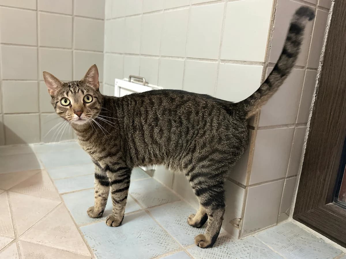 Bongo (Einzelkater), male 3yo European Shorthair for adoption at BMT Tierheim Elisabethenhof