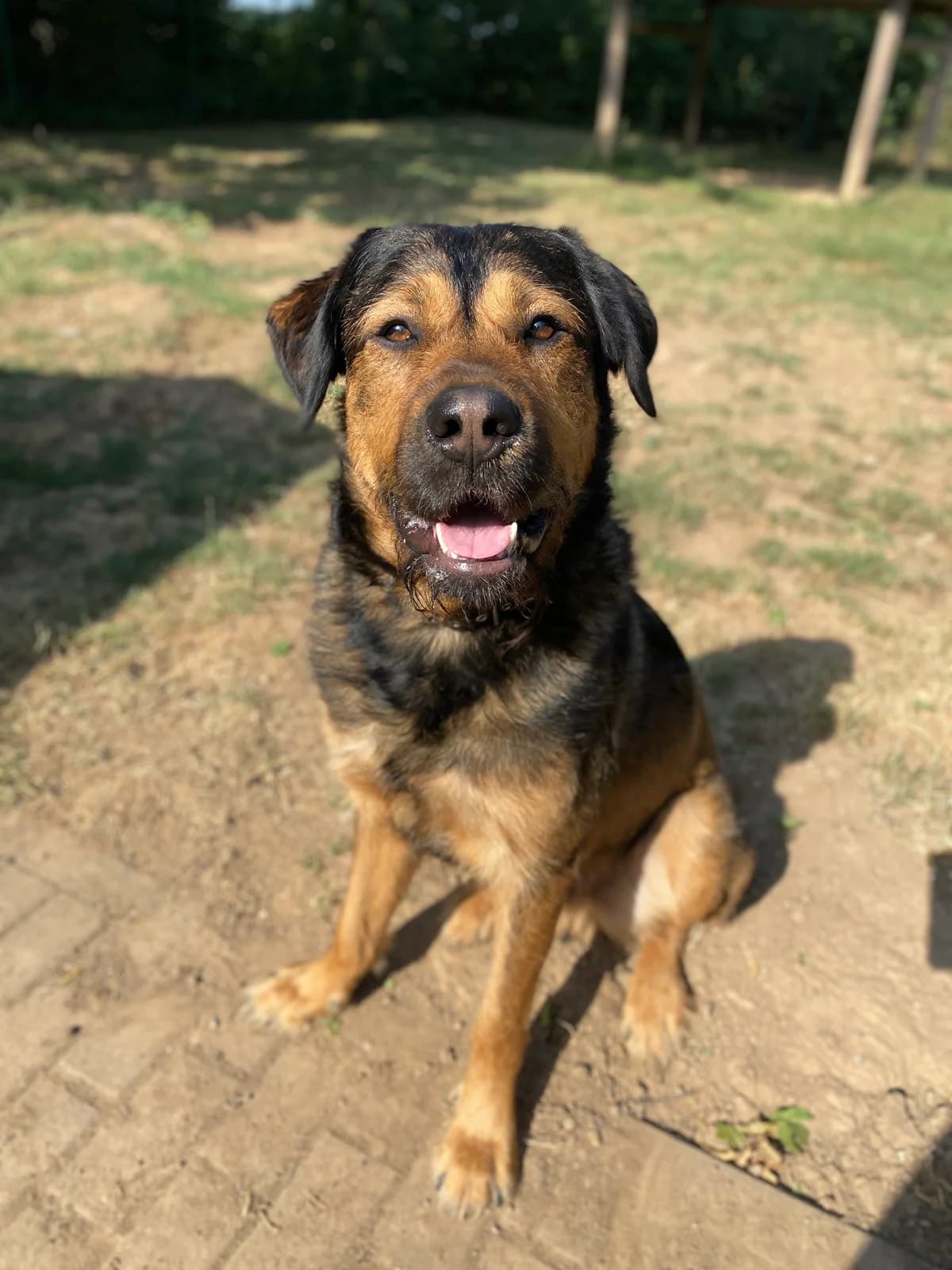 Kenai, male 7yo Mixed Breed for adoption at BMT Tierheim Elisabethenhof