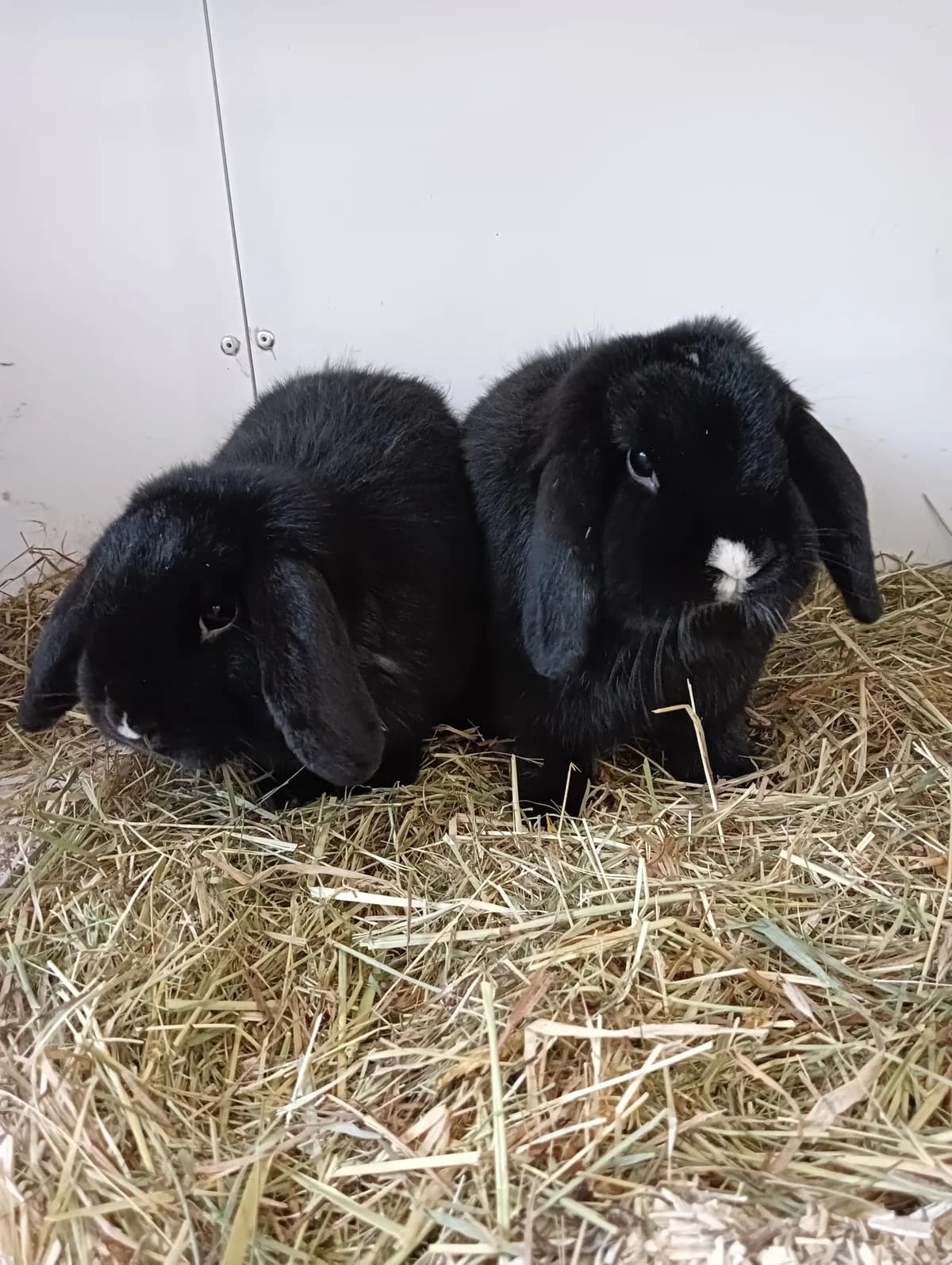 Salvatore, male mixed breed for adoption at BMT Tierheim Elisabethenhof