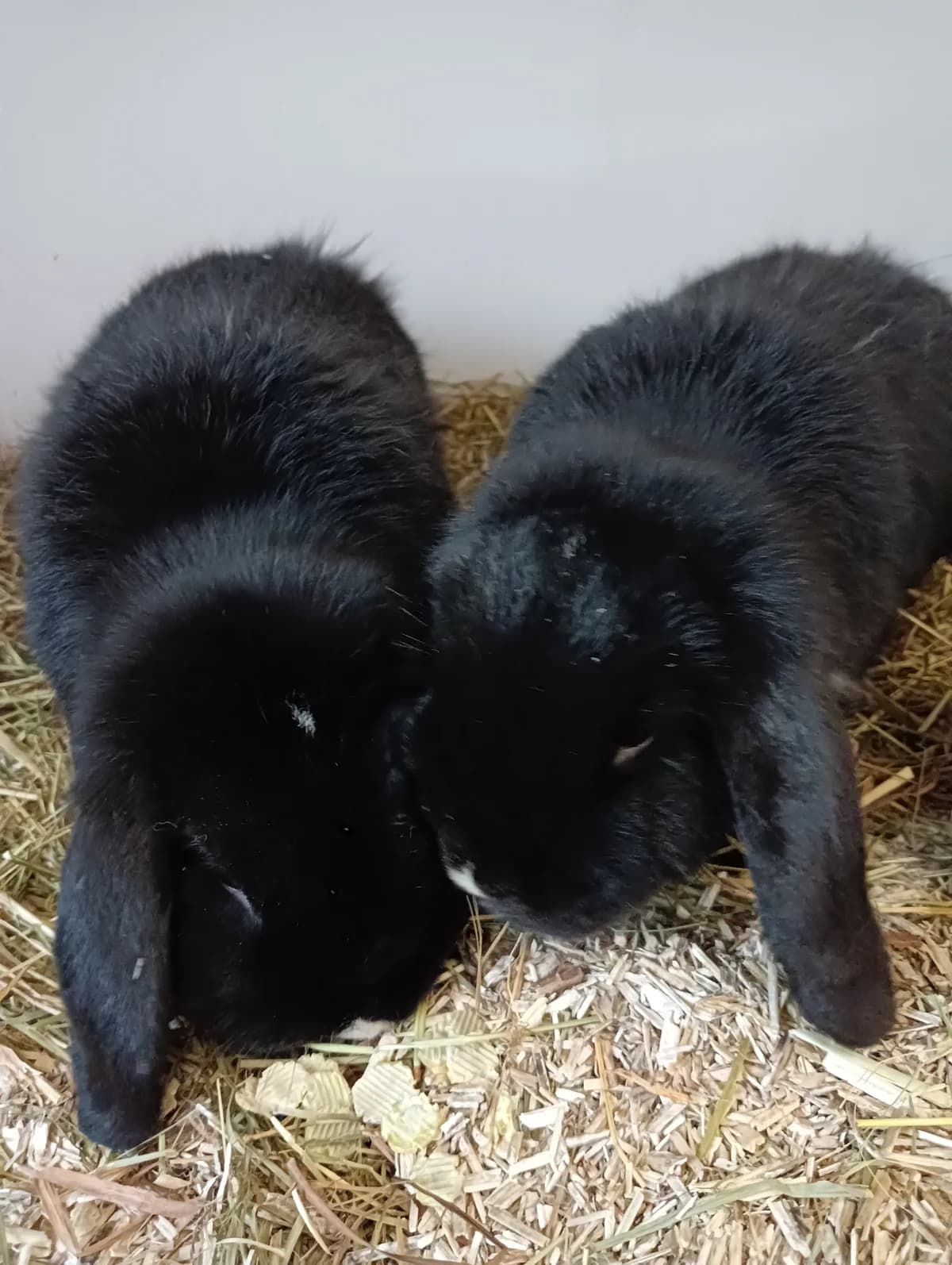 Salvatore, male mixed breed for adoption at BMT Tierheim Elisabethenhof — photo 2 of 5