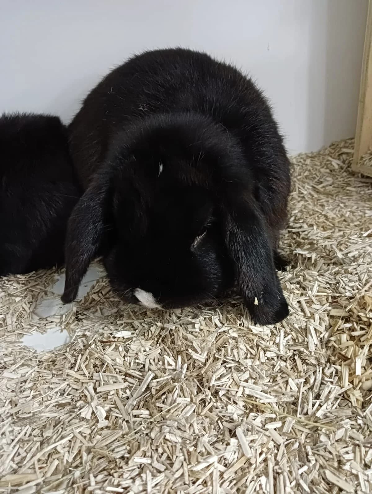 Salvatore, male mixed breed for adoption at BMT Tierheim Elisabethenhof — photo 3 of 5