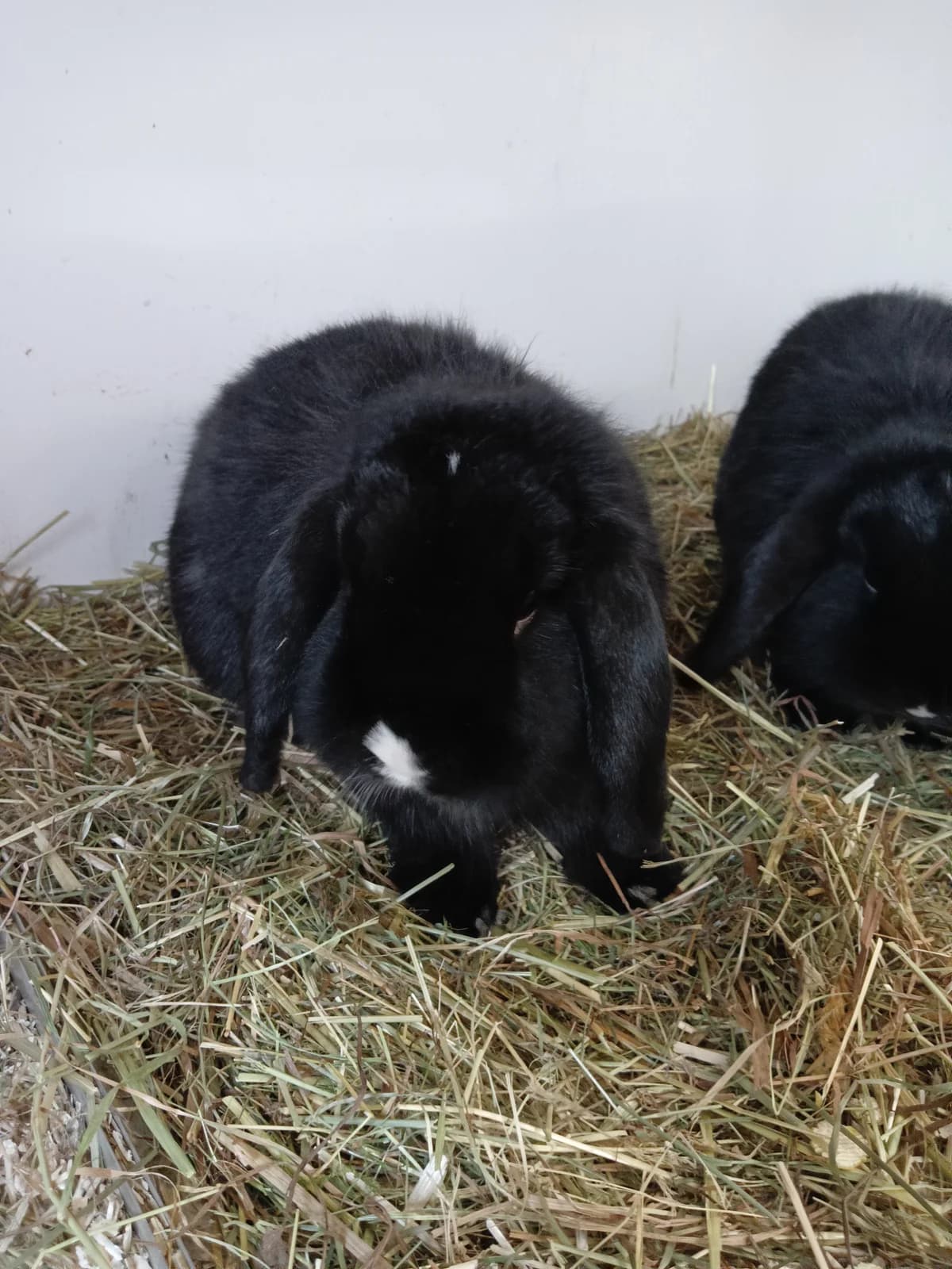 Salvatore, male mixed breed for adoption at BMT Tierheim Elisabethenhof — photo 4 of 5