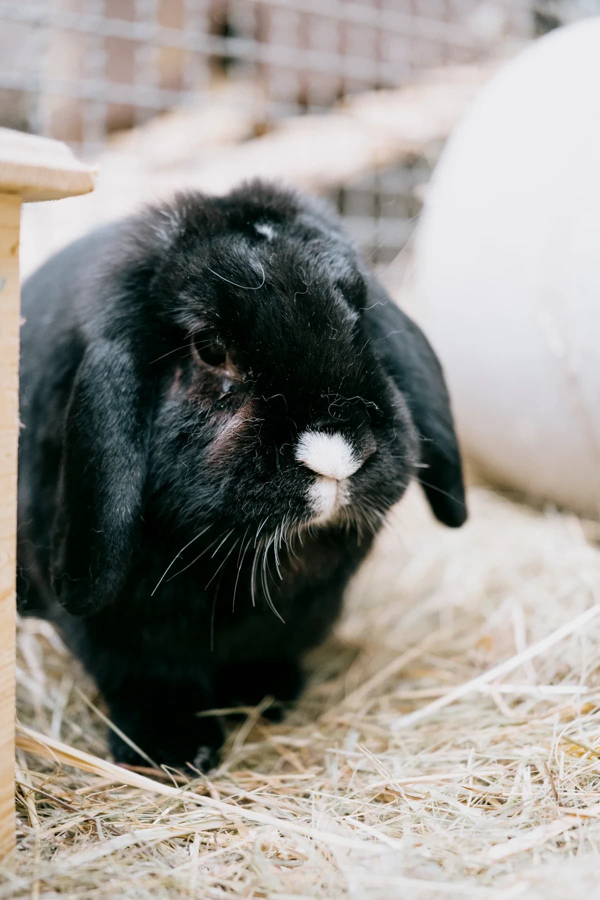 Salvatore, male mixed breed for adoption at BMT Tierheim Elisabethenhof — photo 5 of 5