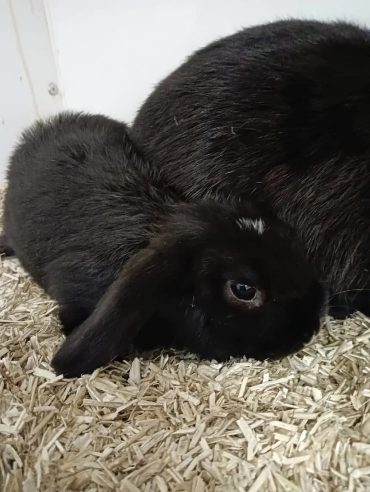 Severin, male mixed breed for adoption at BMT Tierheim Elisabethenhof